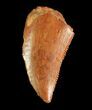 Serrated, Raptor Tooth - Morocco #73595-1